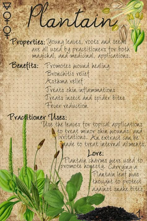 Plantain Benefits Herbs, Plantain Magical Properties, Herbs To Heal Wounds, Plantain Plant Uses, Plantain Herb Recipes, Plantain Leaf Benefits, Plantain Leaves Benefits, Benefits Of Plantains, Plantain Benefits