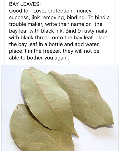 Bay Leaves Uses Witchcraft, Bay Leaf Magic Spells, Bay Leaf Banishing Spell, How To Use Bay Leaves In Spells, Bay Leaf Protection Spell, Bayleaf Love Spell, Bay Leaf Spell For Money, Spells With Bay Leaves, Bay Leaf Money Spell