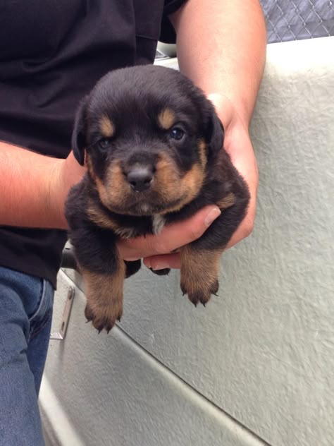 3 Week Old Rottie. We finally get to take him home this week. Rottweiler Love, Korat, Rottweiler Puppies, Rottweiler Dog, West Highland Terrier, Sweet Dogs, Scottish Terrier, A Puppy, Baby Dogs