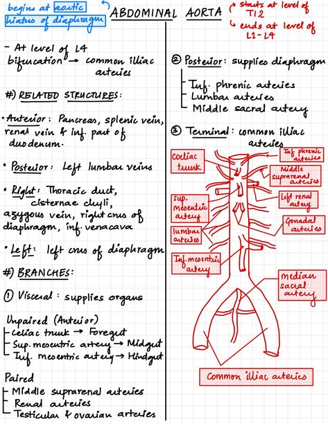 Abdominal aorta and it's branches Abdominal Aorta Branches, Aorta Branches, Aorta Anatomy, Abdominal Anatomy, Ultrasound Technician School, Abdominal Aorta, Physical Therapy School, Medical School Life, Nursing School Motivation