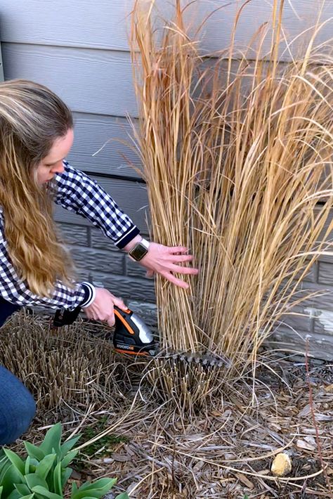 Tough Perennials, Ornamental Grass Landscape, Perennial Grasses, Ornamental Grass, Fountain Grass, Grasses Landscaping, Front Landscaping, Grasses Garden, Garden Yard Ideas