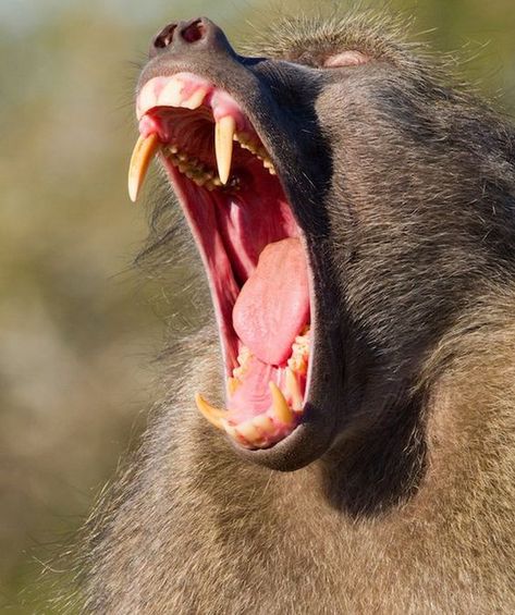 The bigger, the better on National Tooth Fairy Day 10 Animals, Teeth Pictures, Canine Tooth, Wild Animals Photography, Big Teeth, Human Teeth, Cat Species, Animal Teeth, Big Animals