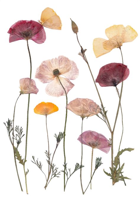 A Print Reproduction of my pressed Poppy Meadow. Most of the Flowers were homegrown and pressed by Hand.  Printed on 220gsm white matte Paper, A4 Size. Dried Flowers Pressed, Pressed Flower Tattoo, Scanned Flowers, Flower Press Art, Pressed Florals, Pressed Flowers Art, Poppy Flower Art, Flower Pressing, Wildflower Print