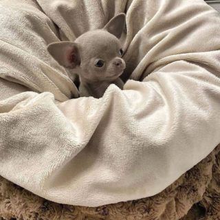 Psy Chihuahua, Teacup Chihuahua Puppies, Baby Chihuahua, Chihuahua Puppy, Teacup Chihuahua, Cute Chihuahua, Chihuahua Love, Baby Animals Funny