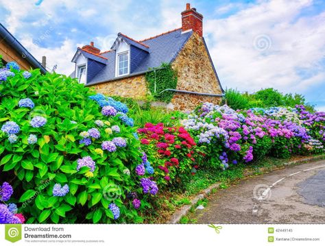 Brittany, France stock image. Image of europe, door, flowers - 42449145 Perennial Garden Plans, Fast Growing Shrubs, Endless Summer Hydrangea, Summer Flowers Garden, Hydrangea Colors, Backyard Flowers, Planting Hydrangeas, Summer Plants, Outdoor Flowers