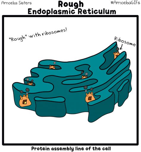 Rough ER #AmoebaGIFs Endoplasmic Reticulum Drawing, Rough Endoplasmic Reticulum, College Biology, Endoplasmic Reticulum, Amoeba Sisters, Biology Jokes, Biology Teaching, Academic Comeback, Biology Memes