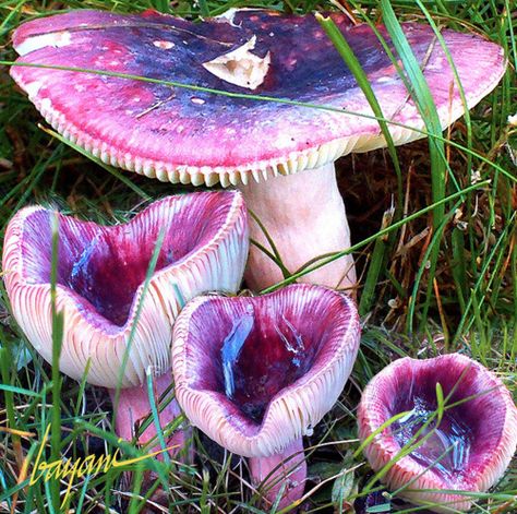 trippy on the outside... Frilly Mushroom, Purple Mushrooms, Lichen Moss, Mushroom Pictures, Slime Mould, Plant Fungus, Mushroom Fungi, Mushroom Art, Wild Mushrooms