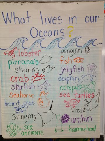 What lives in our oceans?  Chart Ocean Social Studies Preschool, Ocean Animals Anchor Chart, Ocean Block Center Preschool, Ocean Themed Dramatic Play Center, Ocean Reggio Emilia, Ocean Anchor Chart Preschool, Ocean Circle Time Activities Preschool, Ocean Anchor Chart, Commotion In The Ocean Activities