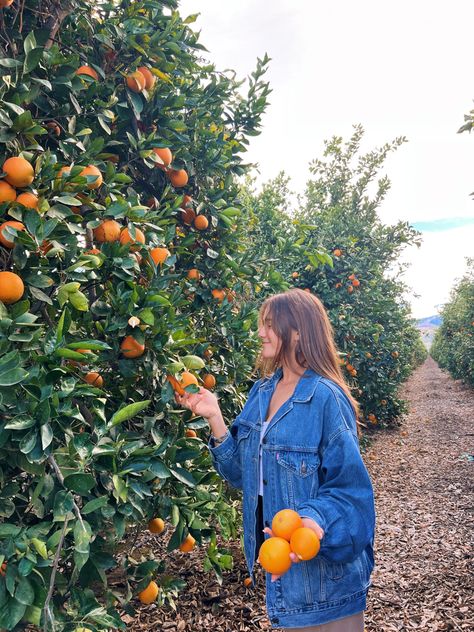 orange grove Citrus Farm Photoshoot, Orange Orchard Photoshoot, Orange Orchard Aesthetic, Orange Farm Aesthetic, Orange Picking Aesthetic, Fruit Picking Photoshoot, Orange Grove Photoshoot, Fruit Picking Aesthetic, Apple Orchard Aesthetic