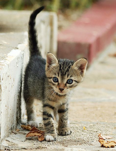 1st Steps in Big New World (Feral / Stray kitten) Flickr ~ don't you just want to take them all home? Feral Cats, Cat Facts, Cute Cats And Kittens, Cute Kittens, Pretty Cats, Tabby Cat, Beautiful Cats, 귀여운 동물, Baby Cats