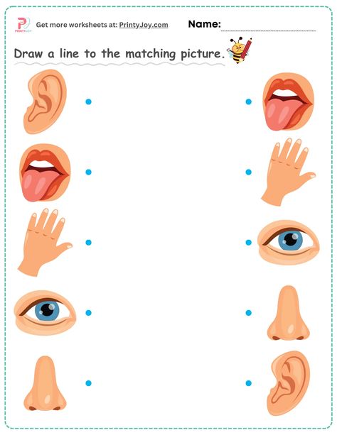 Free Printable Matching Worksheets pdf download Nursery 2 Worksheets, Match The Body Parts Worksheet, My Body Preschool Worksheets, Object Matching Worksheets, Matching Activities For Preschoolers Free Printables, 2 To3 Years Old Activity Printable, Match Worksheet Preschool, Match Activities For Preschool, Aba Materials Free Printable