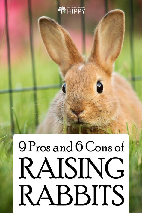 What To Feed Rabbits, Meat Rabbits Breeds, Raising Meat Chickens, Raising Rabbits For Meat, Rabbit Farm, Meat Rabbits, Raising Farm Animals, Raising Rabbits, Rabbit Breeds