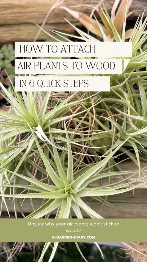 Transform your home with our easy guide on How To Attach Air Plants To Wood. In just 6 quick steps, you'll learn how to attach air plants to wooden surfaces, creating beautiful, natural displays. Perfect for DIY enthusiasts and plant lovers, these steps will help you seamlessly integrate air plants into your décor. Start your project today and bring a touch of nature indoors with ease! How To Take Care Of Air Plants, How To Care For Air Plants, Air Plants Display Ideas, Air Plants Diy Display, Hanging Air Plants Diy, Air Plants Display, Air Plant Display Ideas, Tillandsia Display, Types Of Air Plants