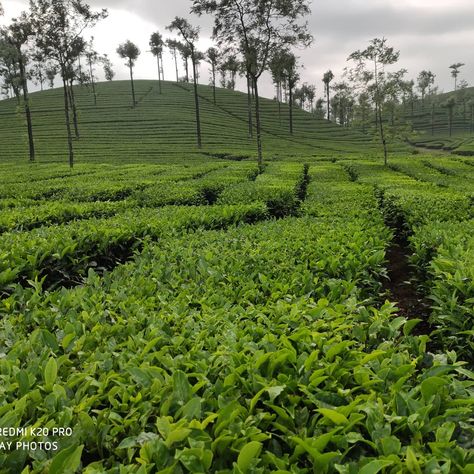 @Munnar tea estate Tea Estate, Munnar, Places To Visit, Tea, Quick Saves, Beauty