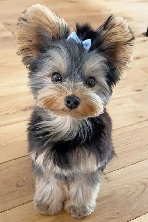 Yorkie Puppy Haircuts, Yorkie Puppy Cut, Yorkshire Terrier Grooming, Chien Yorkshire Terrier, Yorkshire Puppies, Yorkie Haircuts, Biewer Yorkie, Yorkshire Dog, Yorkshire Terrier Puppy