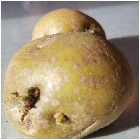 Can you eat green potatoes Green Potatoes, Eat Green, Old Wives Tale, Food Facts, Shea Butter, Potato, Palace, Queen, Fruit