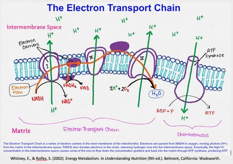 Paramedic School, Electron Transport Chain, Age Of Extinction, New Template, The Emperor's New Groove, Philippine News, Concept Map, Emperors New Groove, Painting Demo