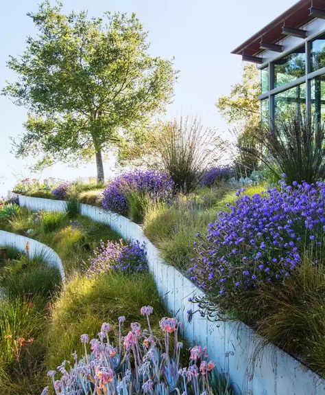 Plot on a slope - Garden Design Idea #farming #gardener #gardenlife #gardens #supportingwalls #walls Bernard Trainor Landscapes, Sloping Backyard Landscaping, Landscaped Hill, Southern California Landscaping, Bernard Trainor, Steep Hillside Landscaping, Southern California Garden, Steep Gardens, Dry Gardens