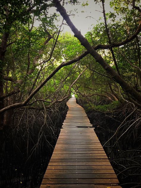 https://flic.kr/p/2jssXJC | Mangrove forest Mangrove Illustration, Mangrove Art, Dubai Islands, Photography References, Hotel Ideas, Forest Drawing, Wallpaper Images Hd, Mangrove Forest, Forest Park