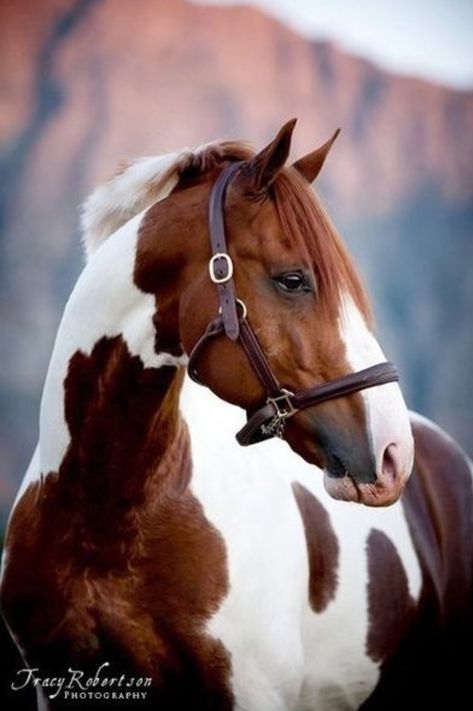 Handsome chestnut and white pinto horse. (Tracy Robertson) Brown And White Horse, White Horse, Paint, White