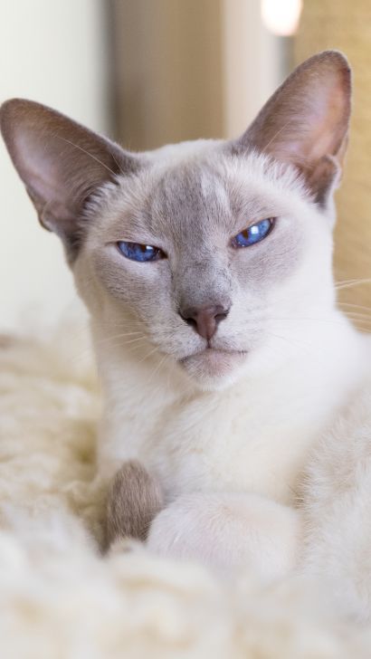 Signs You Have a Purebred Siamese Cat: Feline Breed Profile Blue Point Siamese, Seal Point Siamese, Balinese Cat, Popular Cat Breeds, Egyptian Mau, Cat Proofing, Cat Things, Older Cats, Siamese Kittens