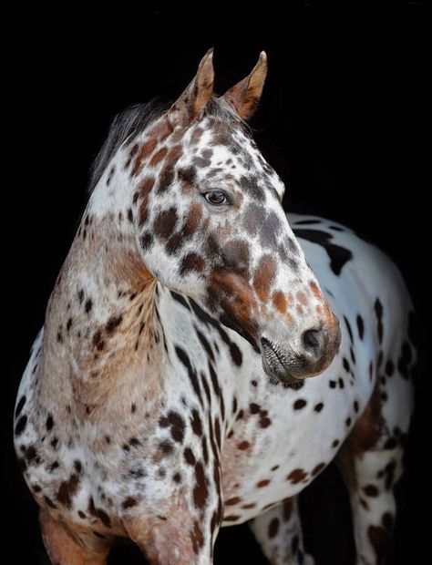 Appaloosa Horses Leopard, Spotted Horse, Leopard Appaloosa, Horse Coat Colors, Cowboy Life, Rare Horses, Painted Ponies, Gorgeous Horses, Horse Coats