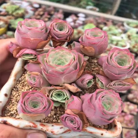 ROSE SUCCULENTS - eSucculent Vertical Garden Plants, Succulents For Sale, Succulent Landscaping, Buy Succulents, Colorful Succulents, Inside Plants, Best Indoor Plants, Plants For Sale, Succulent Terrarium