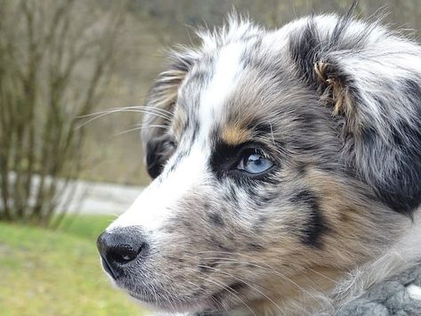 15 Stunning Dogs With Blue Eyes (BLUE EYED DOGS) Blue Eyed Dog Names, Australian Shepherd Merle, Australian Shepherd Training, Blue Eyed Dog, Best Apartment Dogs, Blue Merle Aussie, Australian Slang, Merle Australian Shepherd, Apartment Dogs