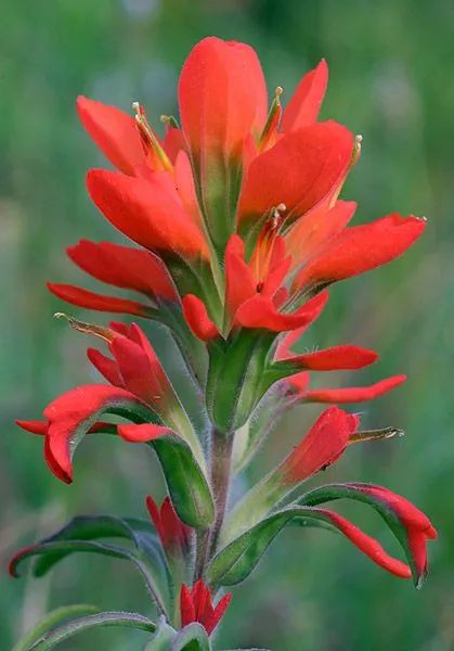 Indian Paintbrush Flower: Meaning, Symbolism, and Colors | Pansy Maiden Indian Paintbrush Flowers, Pineapple Sage, Indian Paintbrush, Indian Flowers, Hummingbird Garden, Flower Meanings, Humming Bird Feeders, Exotic Flowers, Flowers Nature