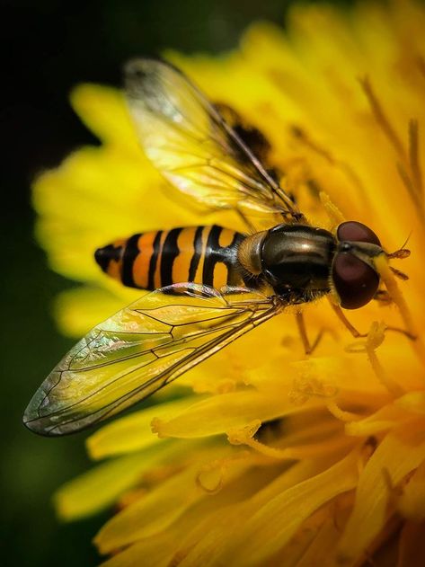 insect macro photography Insect Photography Nature, Flower Macro Photography Close Up, Natural Forms Animals, Natural Form Photography, Natural Forms Flowers, Natural Forms Photography, Macro Photography Settings, Super Macro Photography, Macro Photography Wallpaper