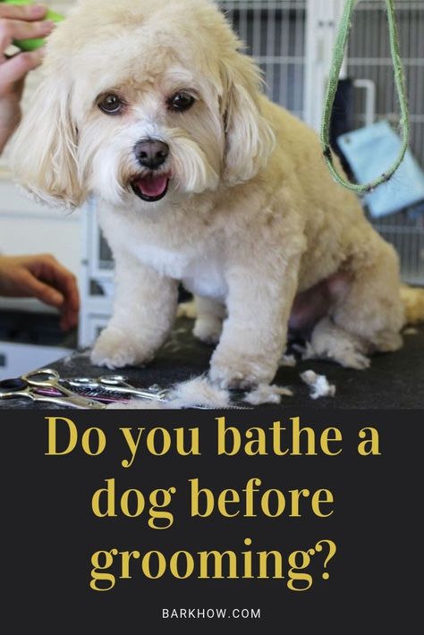 Do you bathe a dog before grooming? Dog bathing, Dog wash, DIY dog grooming, Dog care Grooming Yorkies, Pet Craft, Dog Grooming Diy, Dog Grooming Clippers, Grooming Business, Dog Grooming Salons, Puppy Grooming, Dog Grooming Tips, Poodle Grooming