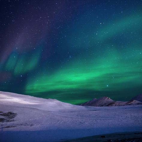 The tundra is a vast, flat, treeless Arctic ❄️ region where the subsoil is permanently frozen – or that, at least, used to be the case. A huge study 🗃 that spanned over 3 decades has found that low-lying shrubs, grasses and other plants in the Arctic are getting taller 🌱 due to rising temperatures. The consequences are the following: 1️⃣ Taller plants help make the Earth’s surface darker, allowing the tundra ecosystem to trap more heat from the sun, and start melting💧. 2️⃣ Taller Arctic ... Arctic Tundra Landscape, Alaskan Tundra Wolf, Snowy Tundra Aesthetic, Frozen Tundra Aesthetic, Tundra Aesthetic Dark, Arctic Tundra Aesthetic, Tundra Photography, Tundra Ecosystem, Tundra Aesthetic