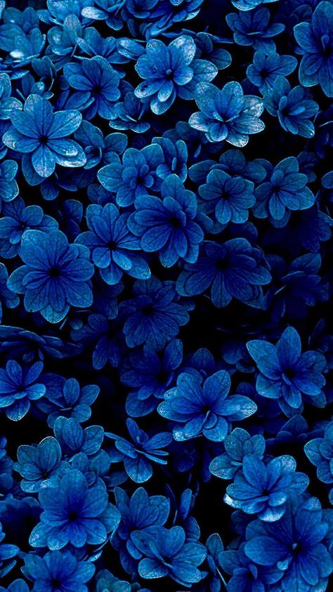 Blue Wallpaper With Flowers, Blue Esthetics, Wallpaper Blue Flowers, Flower Wallpaper Blue, Flowers Iphone Wallpaper, Blue Flowers Images, Wallpaper With Flowers, Blue Flowers Background, Blue Floral Wallpaper