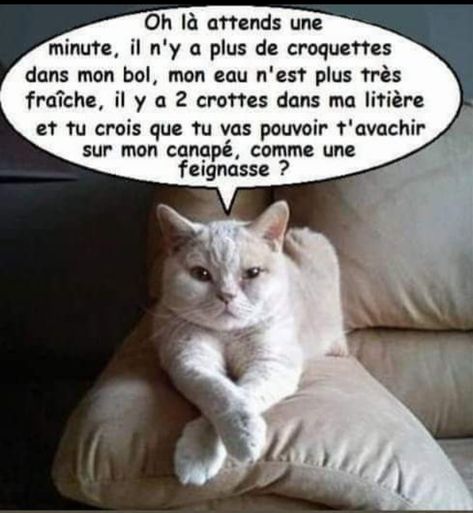 Croquettes, A Plus, Positive Affirmations, Funny Animals, Humor, Memes, Funny, Animals, Humour