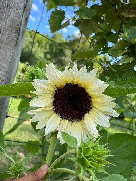 Italian White Sunflower, Sunflower Varieties, White Flowering Trees, Types Of Sunflowers, Garden Plot, Sunflower Patch, Growing Sunflowers, White Sunflower, Red Sunflowers