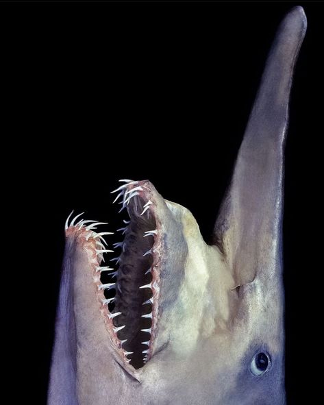 ancient goblin shark Goblin Shark Photography, Sharkuterie Board, Scary Sea, Shark Photography, Scary Sea Creatures, Huntsman Spider, Goblin Shark, Httyd Art, The Goblin