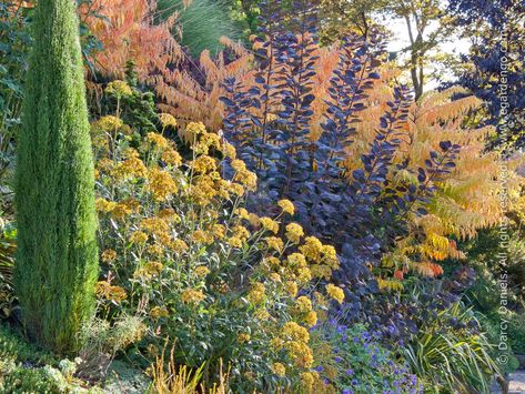 Mixed Shrub Border for Full Sun Shrub Border, Tree Border, Outdoor Hosting, Pacific Northwest Garden, Full Sun Shrubs, Cupressus Sempervirens, Tree Borders, Italian Cypress, Garden Shrubs