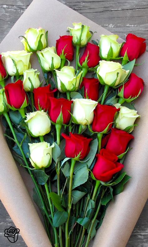 Rose Belle, Red And White Roses, Beautiful Rose Flowers, Love Rose, Rose Flowers, Flower Beauty, Ikebana, Flower Delivery, Love Flowers