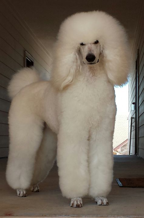 Here is an awesome adult white poodle. This Adult White poodle is fluffy and trimmed to perfection! Great white poodle. Male Poodle dogs. Cream Poodle Standard, Cool Dog Stuff, Cream Poodle, Giant Poodle, Names Dog, All About Dogs, Poodle Haircut, Poodle Cuts, Poodle Dogs