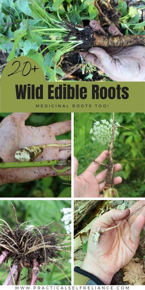 Dugout Survival Shelter, Virginia Foraging, Beginner Herbalist, Foraging For Beginners, Edible Roots, Fall Foraging, Nettle Recipes, Garden Tips And Tricks, Art Creative Ideas