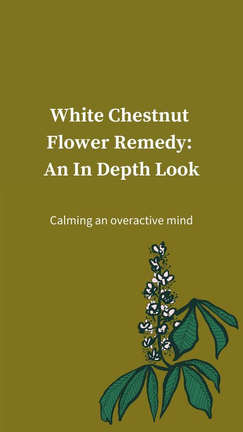 A detailed look at White Chestnut Bach Flower Remedy and how it can support calming an overactive mind, constant worry and inability to focus.... all in a natural way! Sweet Chestnut Bach Flower, Chestnut Flower, White Chestnut, Bach Flowers, Flower Remedies, Bach Flower Remedies, Sweet Chestnut, Flower Remedy, Flower Essences