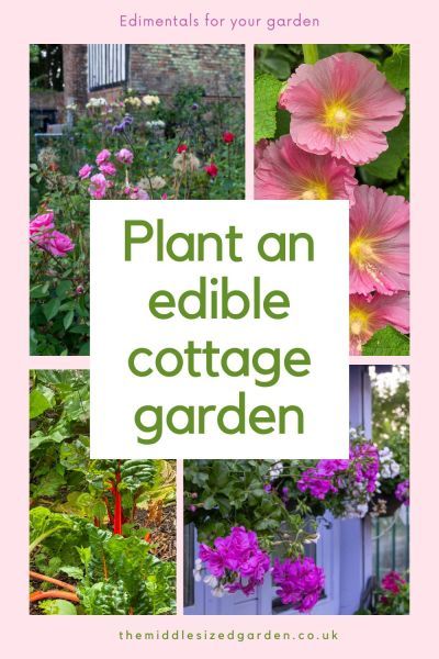 Edimentals goes back to the original principles of the cottage garden Edimentals Garden, How To Plant A Cottage Garden, Flowers And Vegetables Together, Cottage Garden Vegetables And Flowers, Allotment Flower Bed, Perennial Cottage Garden Plans, Cottage Garden Spring Bulbs, Growing Hollyhocks, Perennial Vegetables