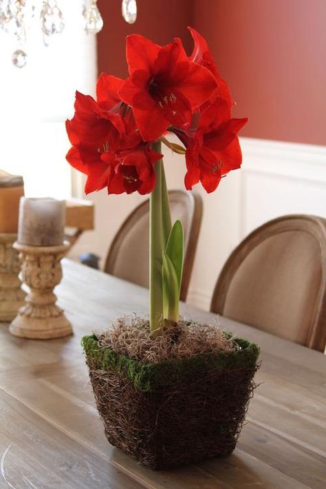 Blooming Apples, Red Amaryllis, Longfield Gardens, Amaryllis Flowers, Amaryllis Bulbs, Red Petals, Bulb Flowers, Apple Blossom, Sweet Memories