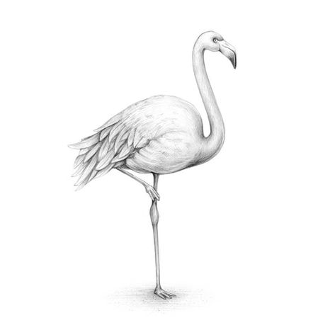 How to Draw a Flamingo Flamingo Tattoo Design, Flamingo Drawing Pencil, Flamingo Sketch, Drawing Flamingo, Draw A Flamingo, Flamingo Drawing, Pencil Drawings Of Love, Flamingo Tattoo, Flamingo Painting