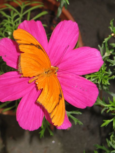 Wallpapers Rosa, Magenta And Orange, Orange And Hot Pink, Orange Raspberry, Tropical Orange, Orange Butterfly, Orange Aesthetic, Summer Cottage, Color Crush