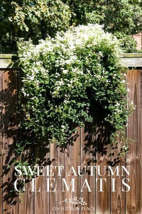 Sweet Autumn Clematis | A Fall Blooming Beauty. Tips for growing, supporting, and pruning sweet autumn clematis. Blooming Sweet Autumn Clematis on a fence. Clematis On Fence, Norwegian Garden, Garden Supports, Clematis Care, Clematis Trellis, Residential Garden, Climbing Clematis, Fall Landscaping, White Clematis