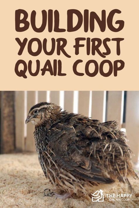 Diy Outdoor Quail Coop, Quail Pen Ideas Diy, Outdoor Quail Coop, Coturnix Quail Housing, Quail Coop Diy, Quail Aviary Ideas, Quail Pen Ideas, Diy Quail Coop, Quail Coop Plans