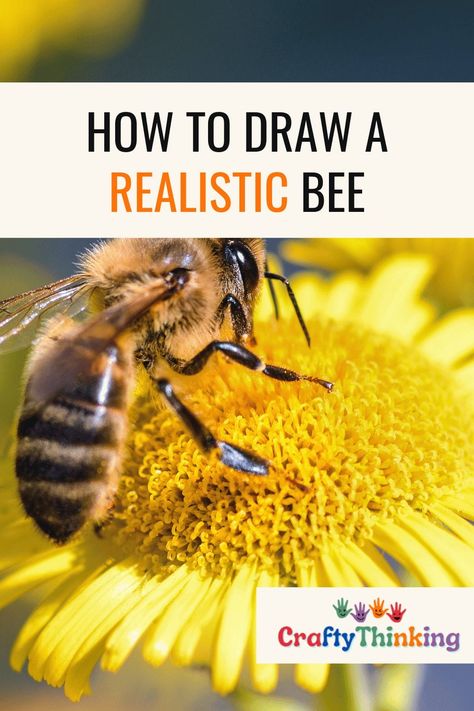 How To Draw a Realistic Bee Bee Images Free Printable, Honey Bees Drawing, A Bee Drawing, Drawing A Bee, Draw A Bee, Bug Houses, Honey Bee Drawing, Bees For Kids, Art Supplies List