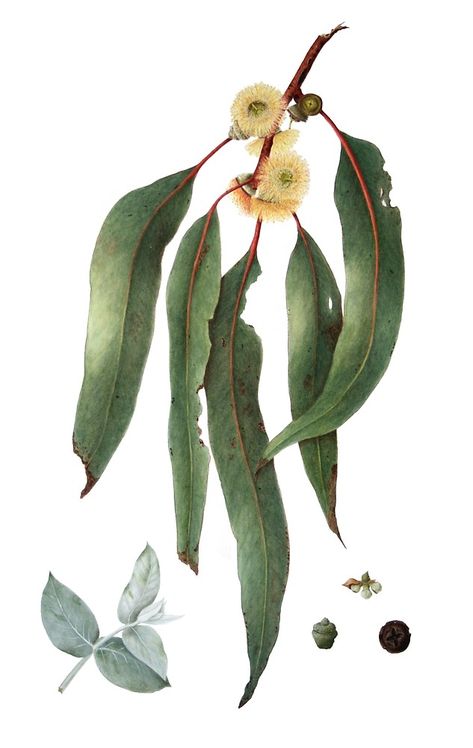 Koala Illustration, Insect Illustration, Nature Details, Gum Leaves, Australian Native Garden, Australian Wildflowers, Eucalyptus Globulus, Australian Flowers, Australian Native Flowers