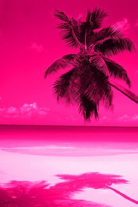 pink palm trees Pink Wonderland, Tree Wallpaper Iphone, Pink Warrior, Mini Toile, Hot Pink Wallpaper, Palm Trees Wallpaper, Pink Stuff, Salon Art, Wallpaper Iphone Neon